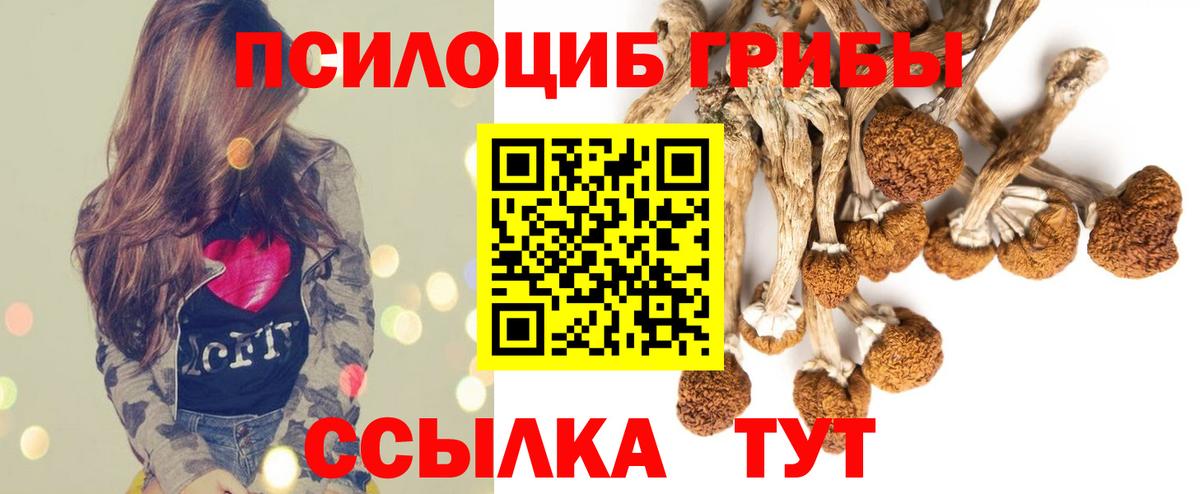 Псилоцибиновые грибы Psilocybe Северск