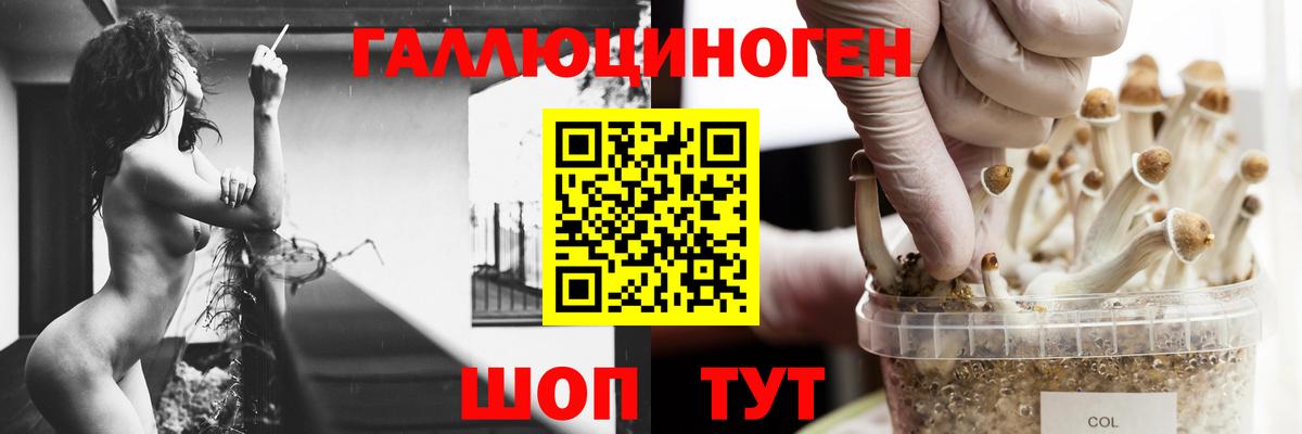 Псилоцибиновые грибы мицелий  Вход с VPN  Псилоцибиновые грибы Psilocybine cubensis  Северск 
